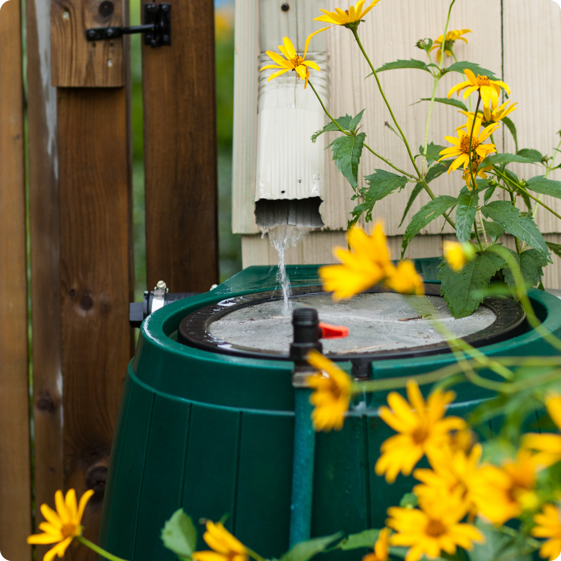 rain barrel 4